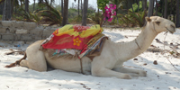 Kamelreiten Diani Beach